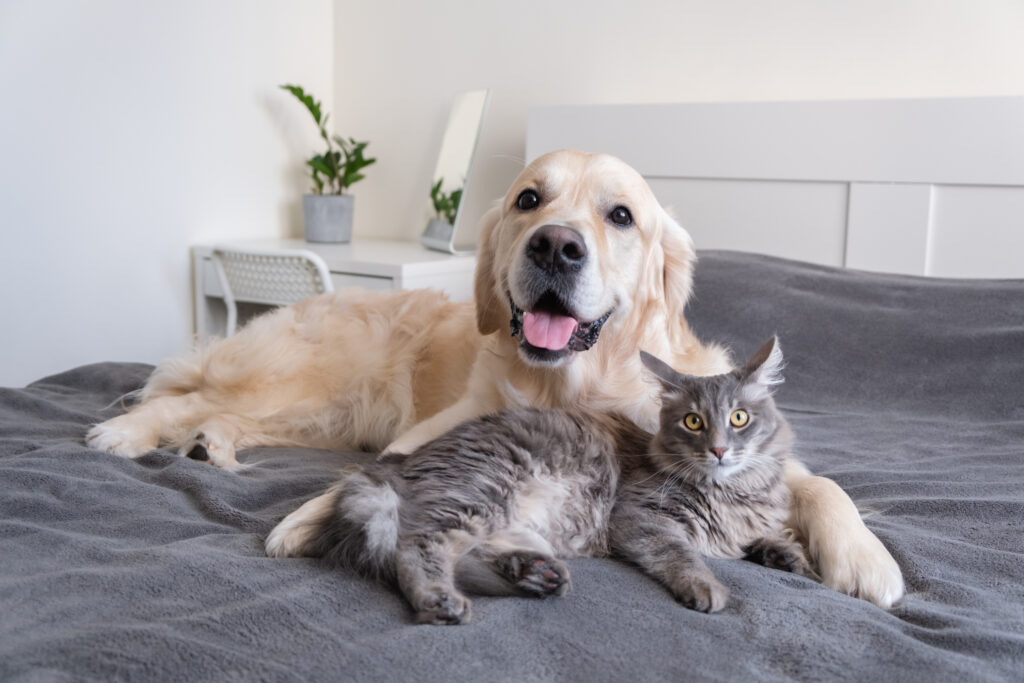 Dog and cat sitting happily on family bed 