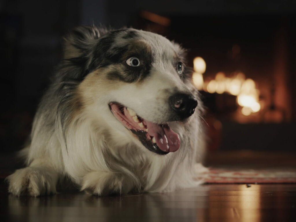 Dog laid in front of open fire